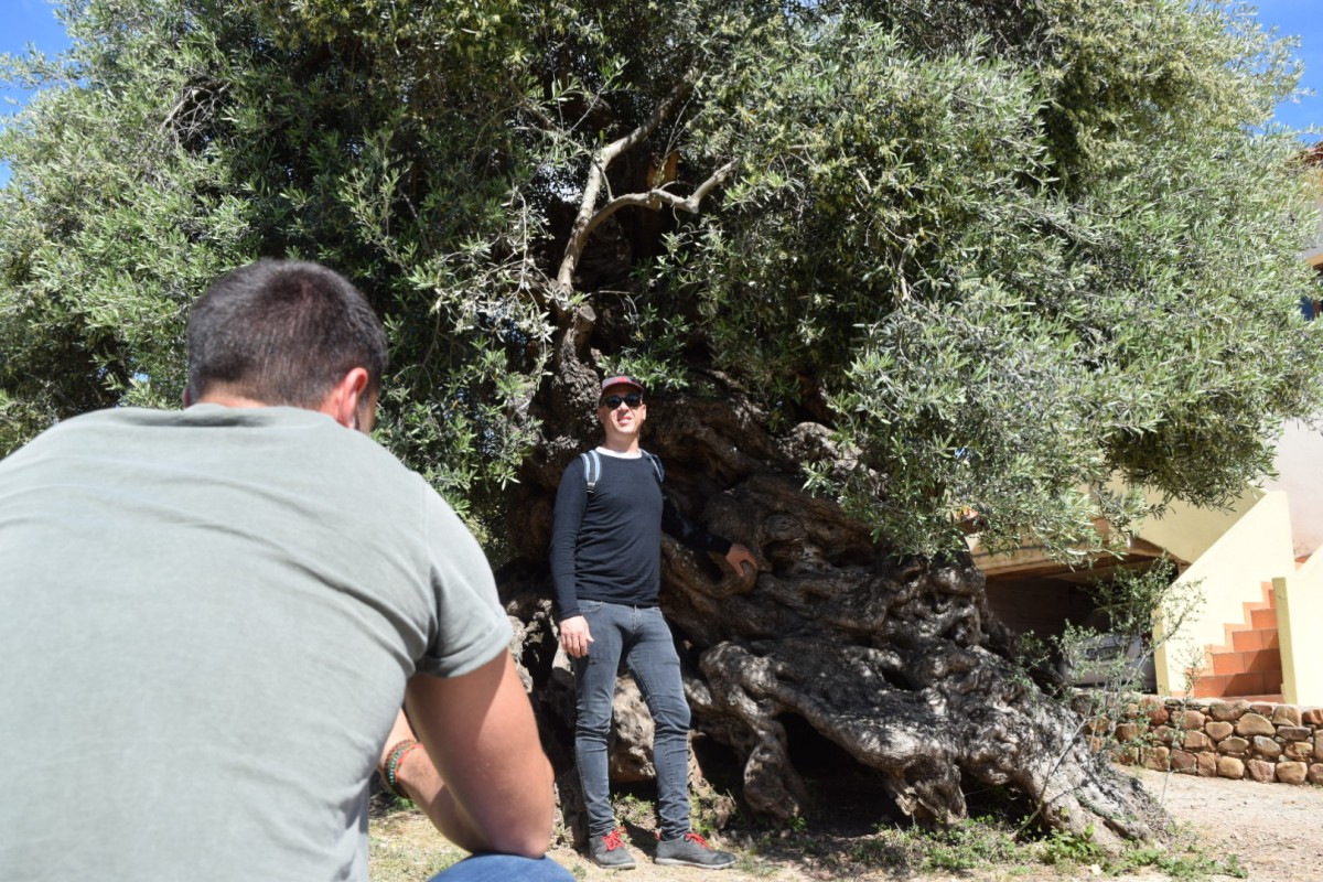 Empresaris i oleocultors mirant una olivera a Creta