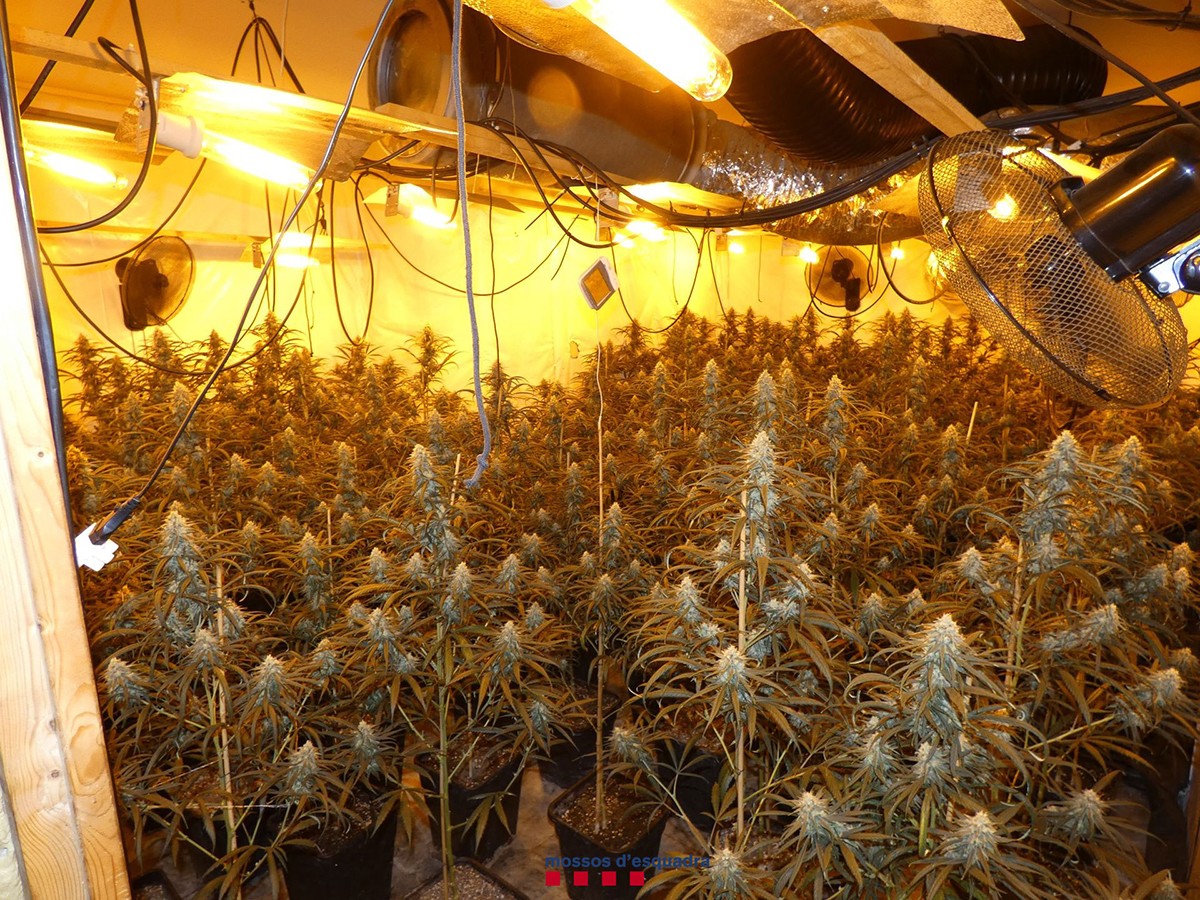 Plantació de marihuana indoor, amb prop de 600 plantes, en un xalet d'alt estànding de Tarragona, desmantellada pels Mossos d'Esquadra.
