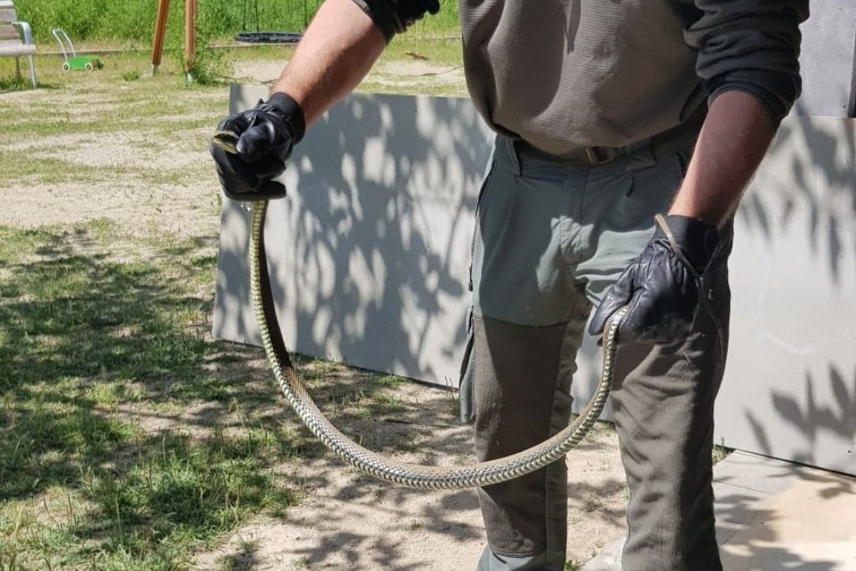 Un agent rural subjecta l'exemplar de serp trobat en una escola de Manresa