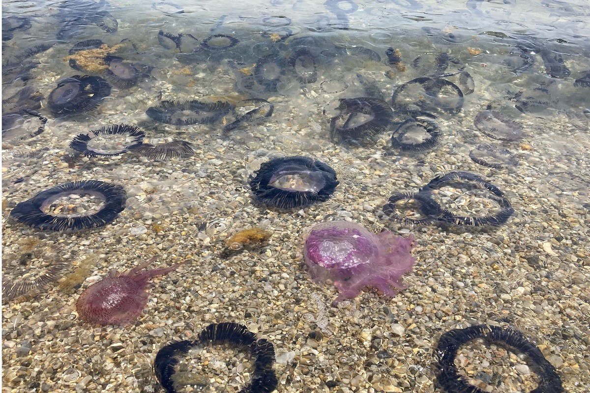 Les meduses, pràcticament amuntegades a la platja.