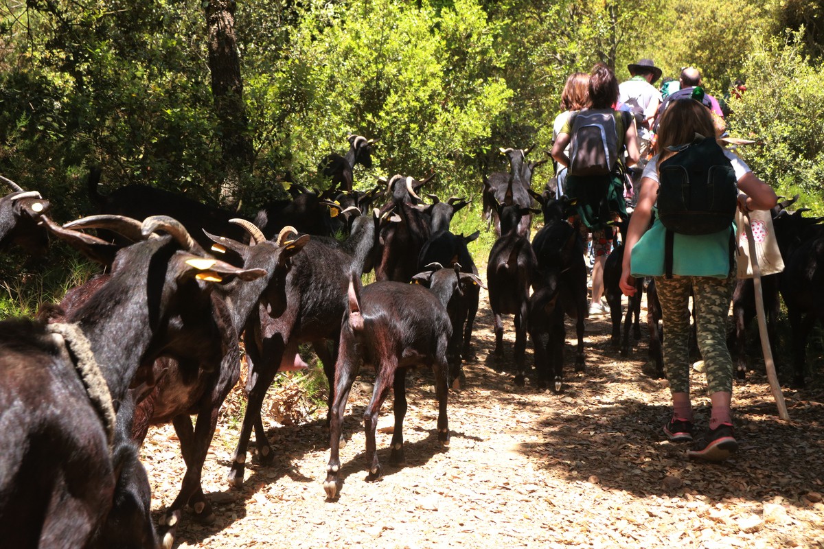 El ramat de cabres de Daniel Giraldo, durant la transhumància en direcció al Parc Natural del Montsant