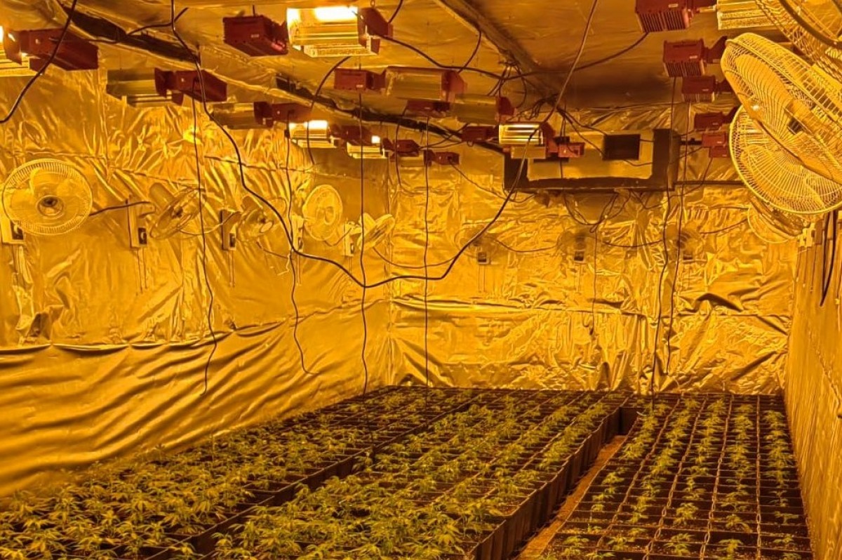 Plantació de marihuana localitzada en una nau industrial de Terrassa. 