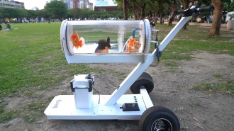Inventen un cotxet per passejar peixos pel carrer
