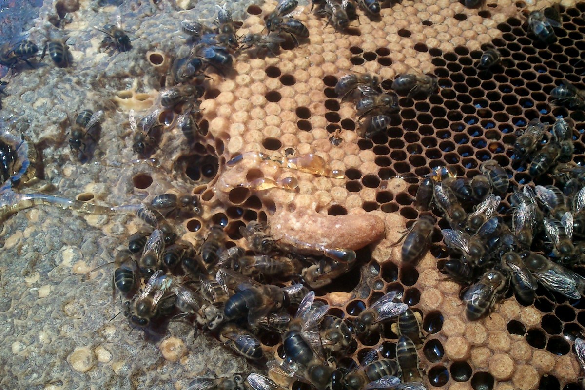 Amb el projecte Redicat es vol protegir les abelles i evitar la seva desaparició