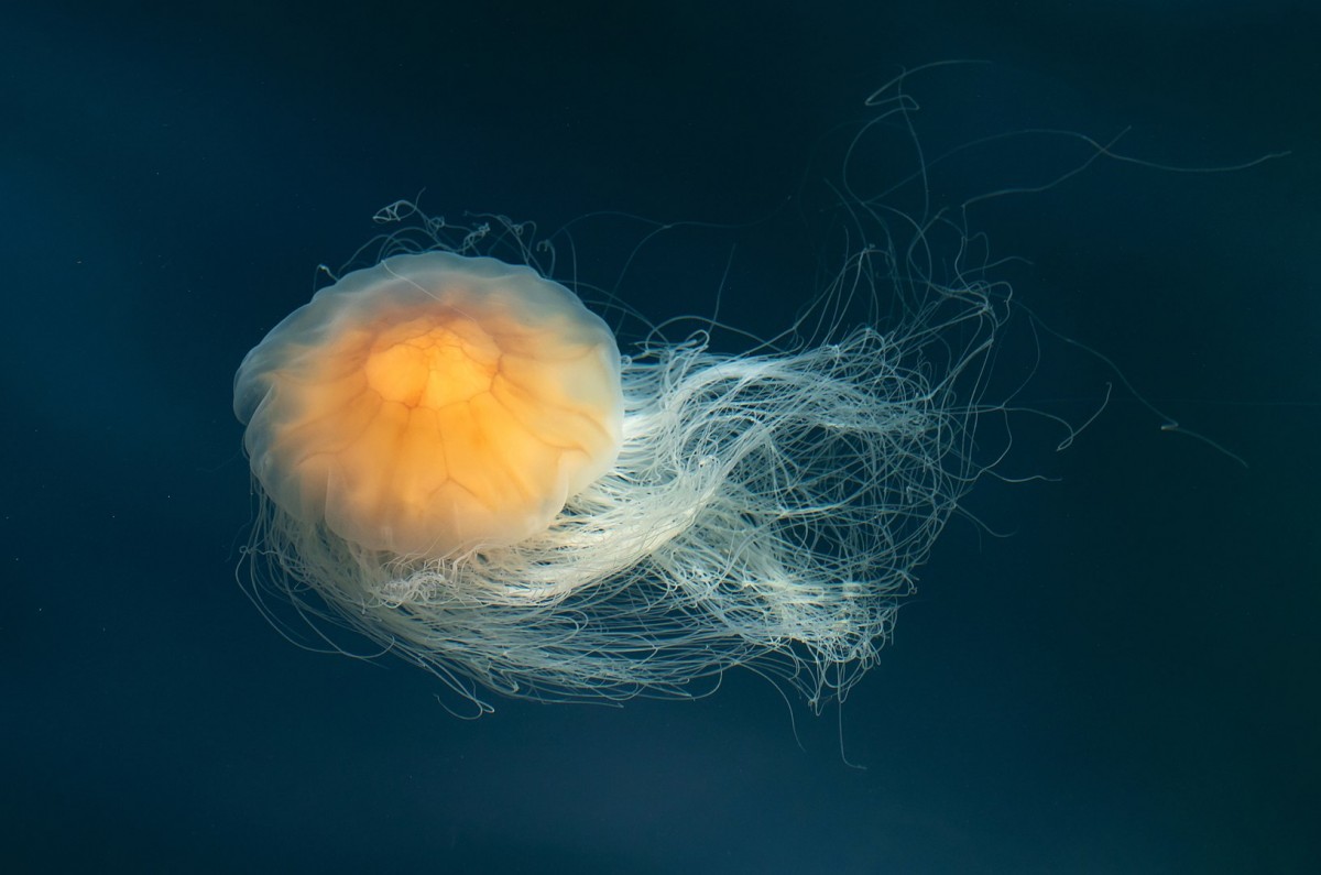 Exemplar de la medusa cabellera de lleó