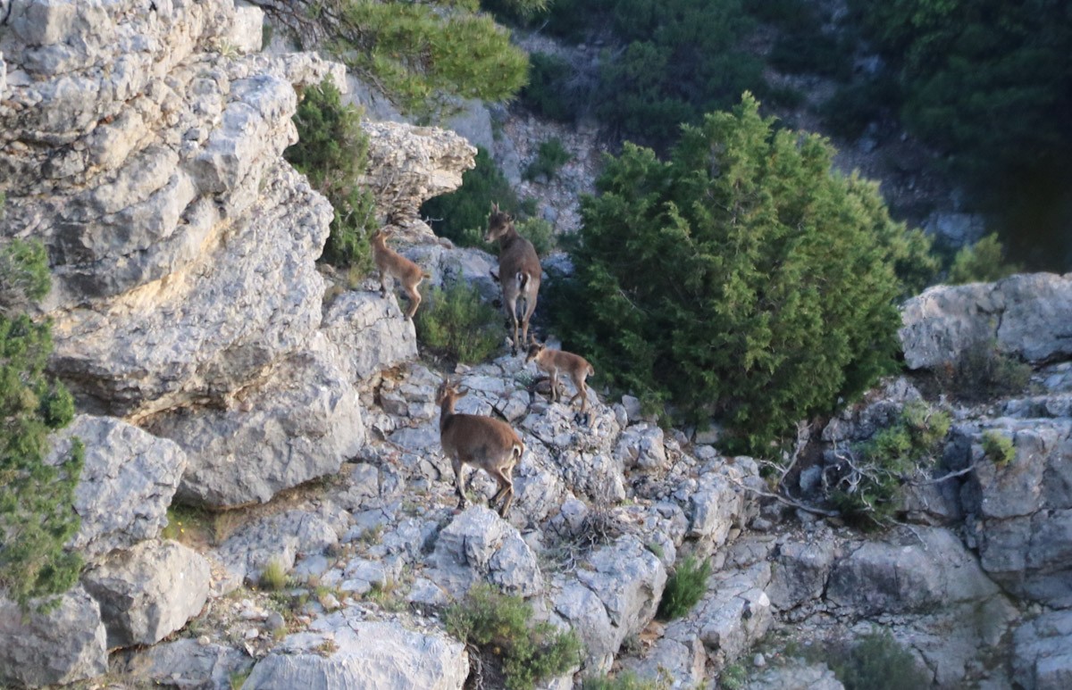 Dos exemplars de cabra ibèrica i els seus cabrits passegen per les Roques de Benet d'Horta de Sant Joan  
