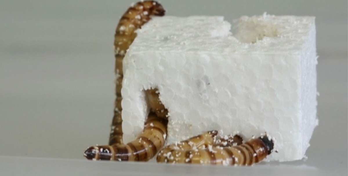 Una larva d'escarbat alimentant-se de poliestrè