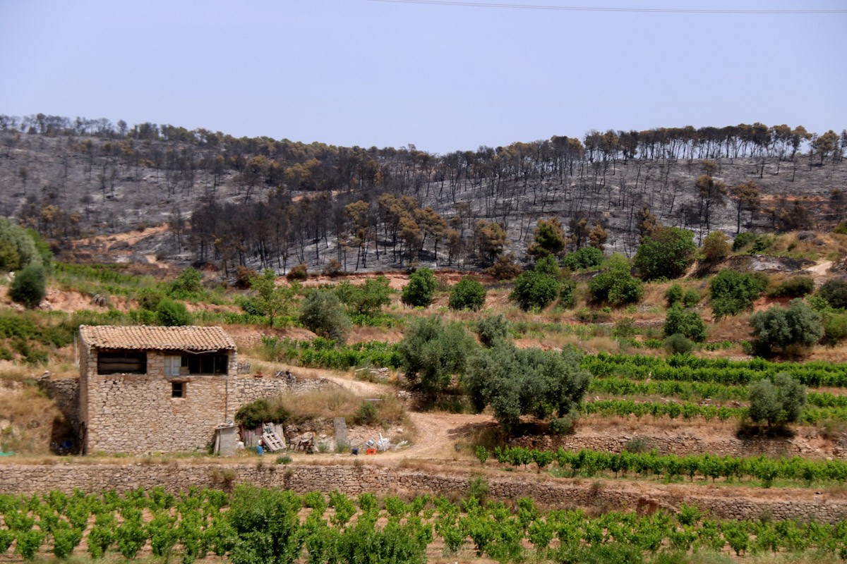 Les zones conreades han aturat l'avenç del foc de Corbera d'Ebre en diversos punts  