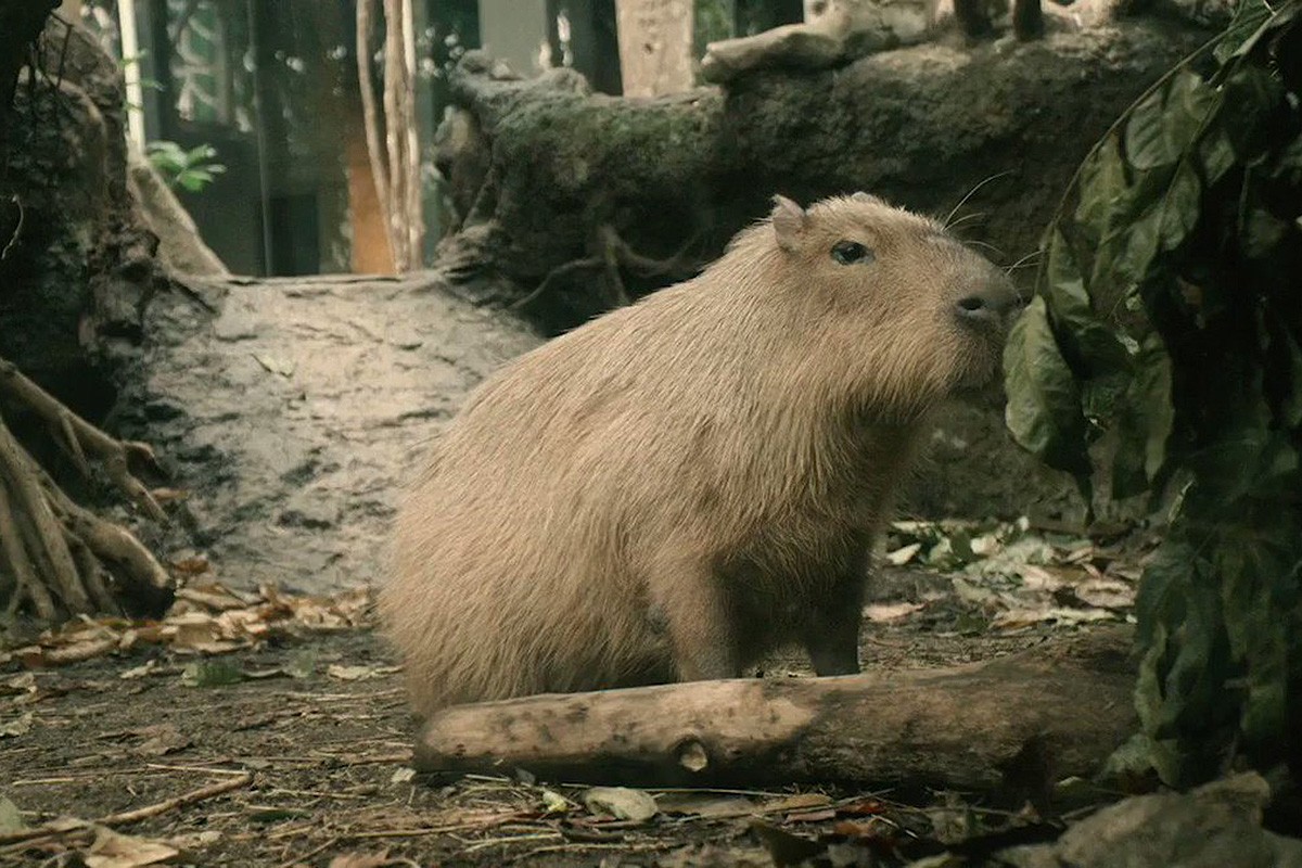 La capibara Tinka, al bosc inundat