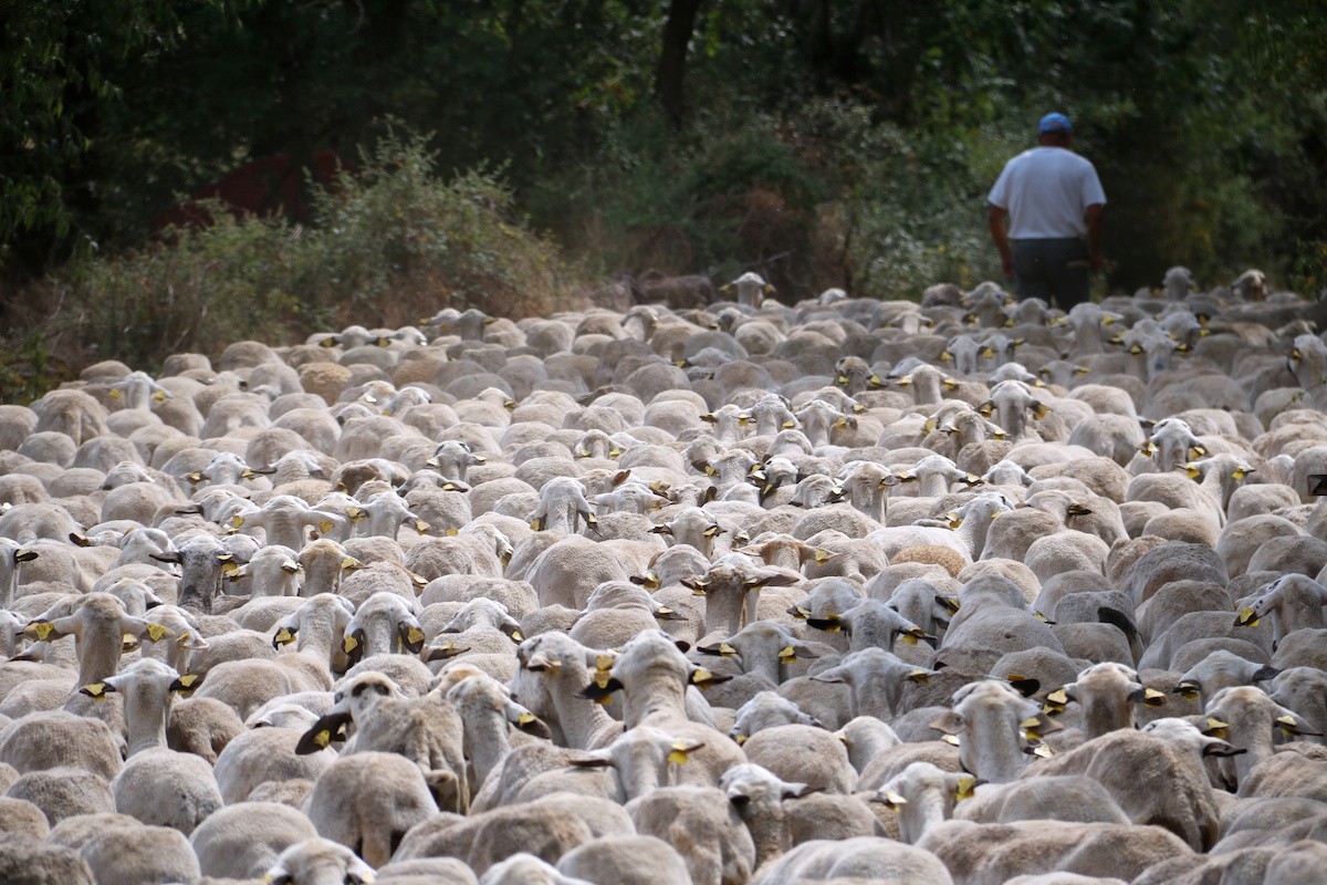 Una ramat d'ovelles al poble de Peramea