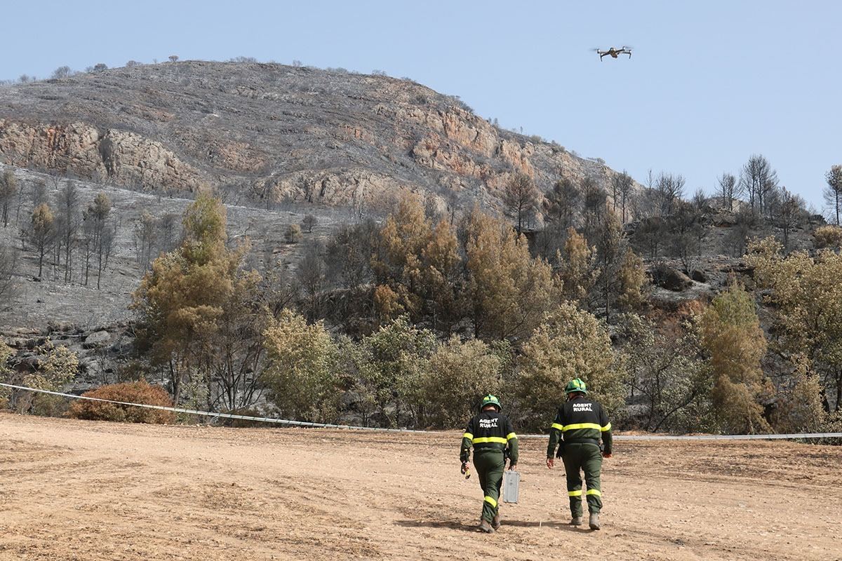 Agents Rurals en una zona cremada per un incendi