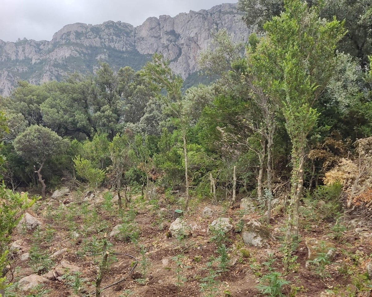 Plantació de marihuana localitzada a la Vall Figuera, a Alfara de Carles 