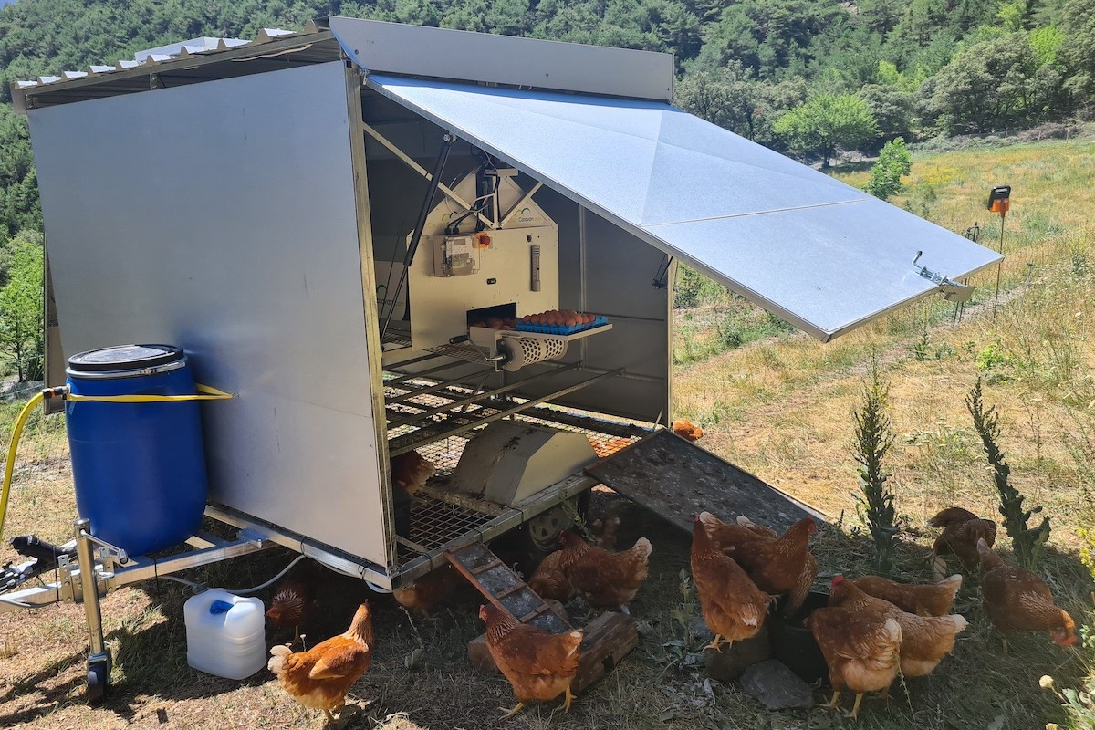 Imatge de la Chicken Caravan, la primera caravana de gallines de Catalunya