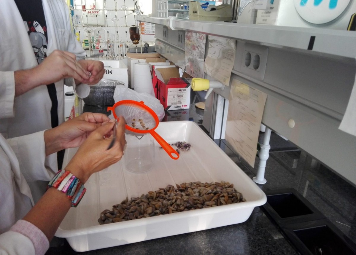 Una imatge del teball dels investigadors al laboratori amb les mostres recollides pels productors de la costa catalana