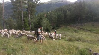 Vés a: La Garrotxa recupera la transhumància en el context de l’emergència vital