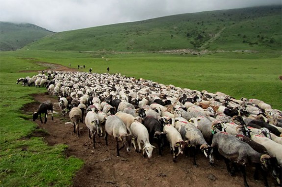 Un ramat d'ovelles al pla d'Anyella