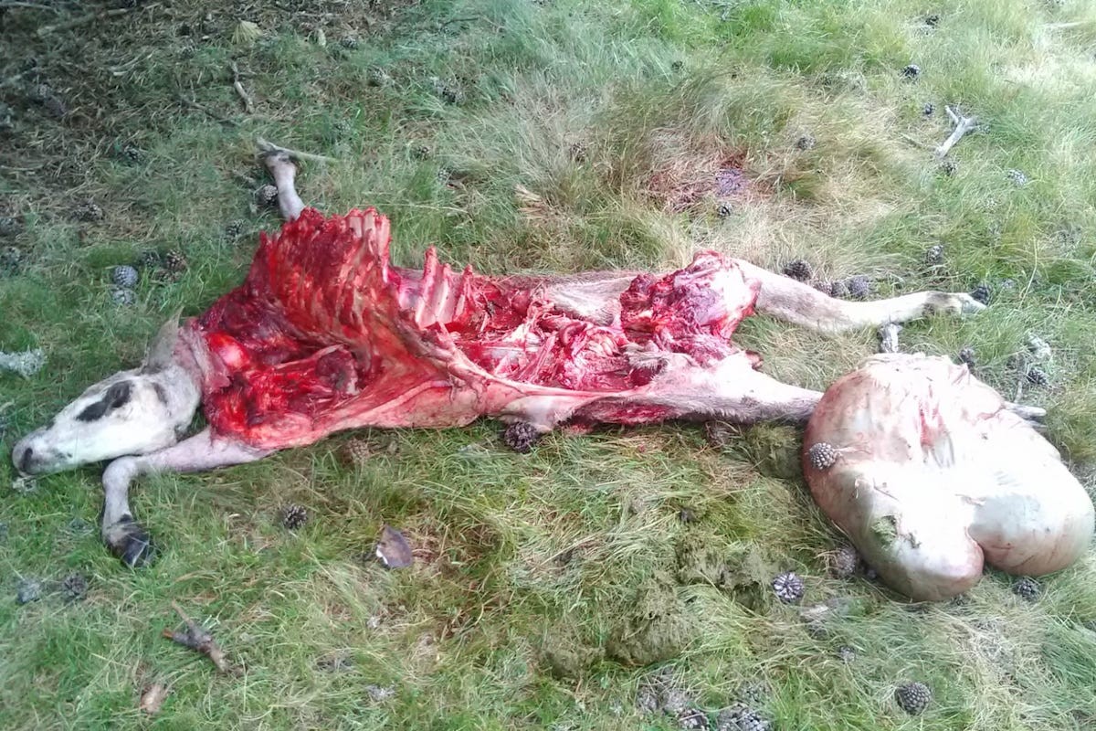 Una de les ovelles mortes a causa del darrer atac de l'os