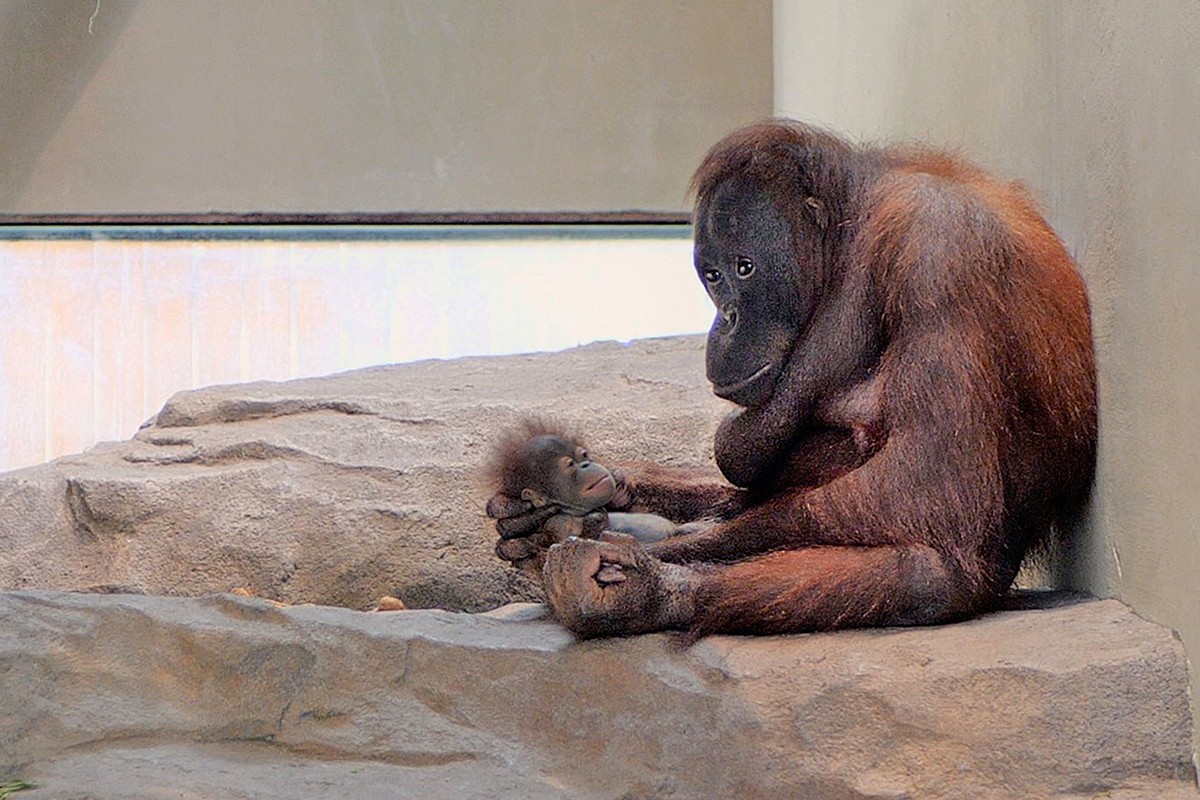 La nova cria d'orangutan de Borneo, al Zoo de Barcelona.