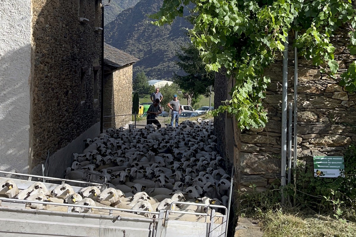 Les 450 ovelles pujant al camió direcció les Garrigues