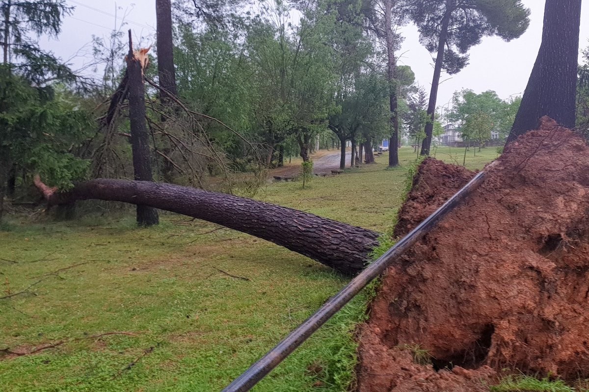 Les fortes ratxes de vent van arrencar diversos arbres del parc del Pinell de Tremp