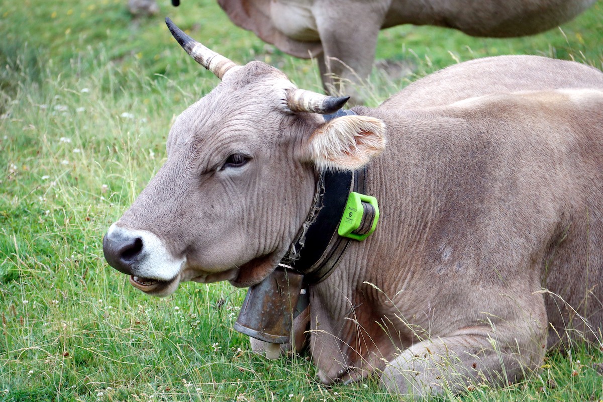 Una vaca amb un collar GPS