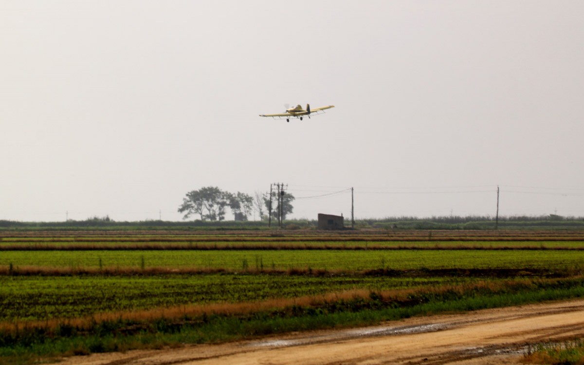 Una avioneta sobrevola arrossars per fer tractaments contra el mosquit al delta de l'Ebre  
