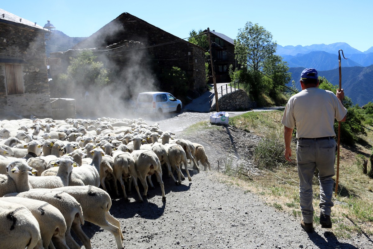 El ramader Ramon Cornellana amb el seu ramat a Farrera