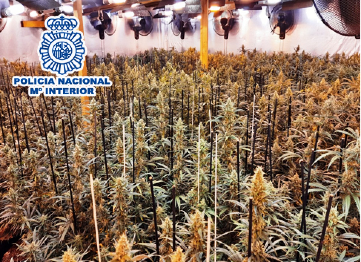 Plantació de marihuana a Castellbisbal. 