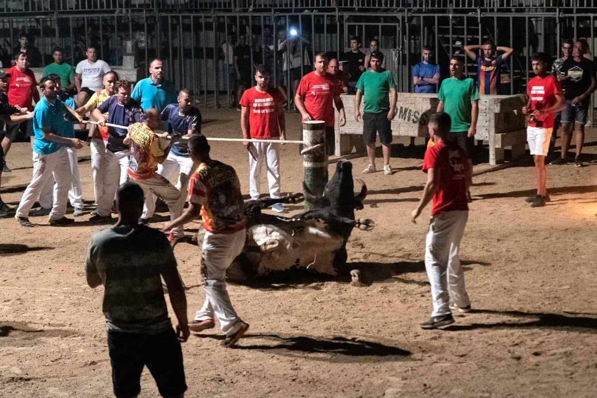 Un bou cau mentre l'embolen a la plaça de Sant Jaume d'Enveja  