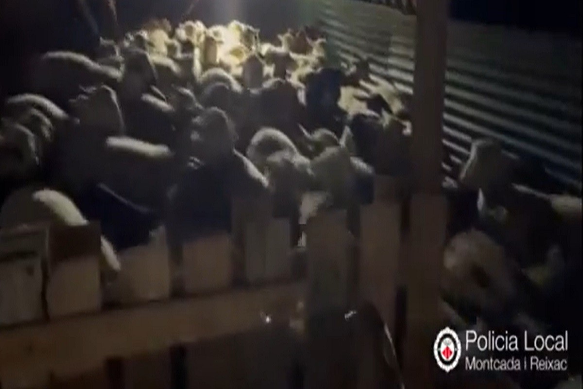 La Policia Local de Montcada intervé 300 caps de bestiar