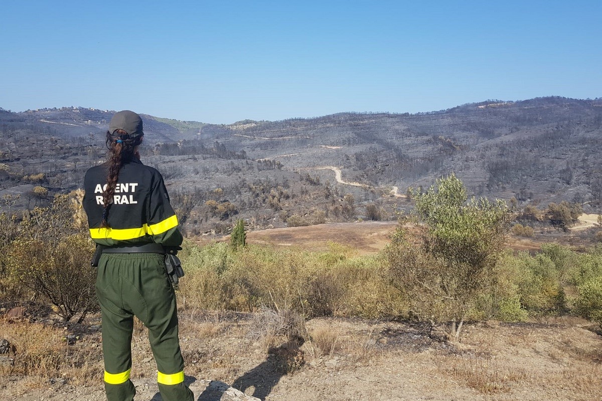 Una agent rural observa una zona calcinada per l'incendi al Pont de Vilomara