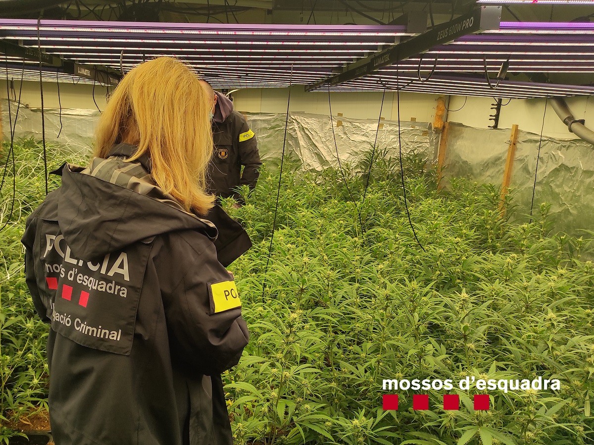 La grow shop on es cultivavan plantes de marihuana