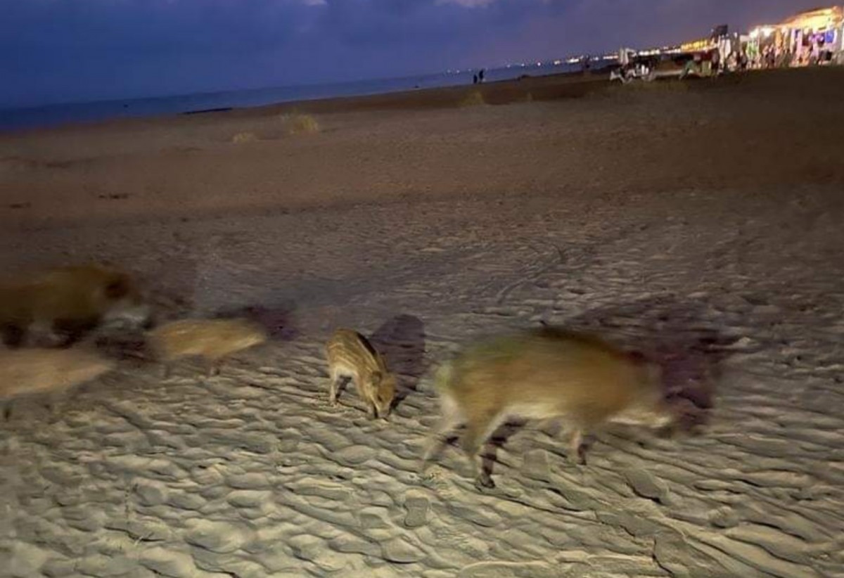 Els senglars a tocar del port de Segur