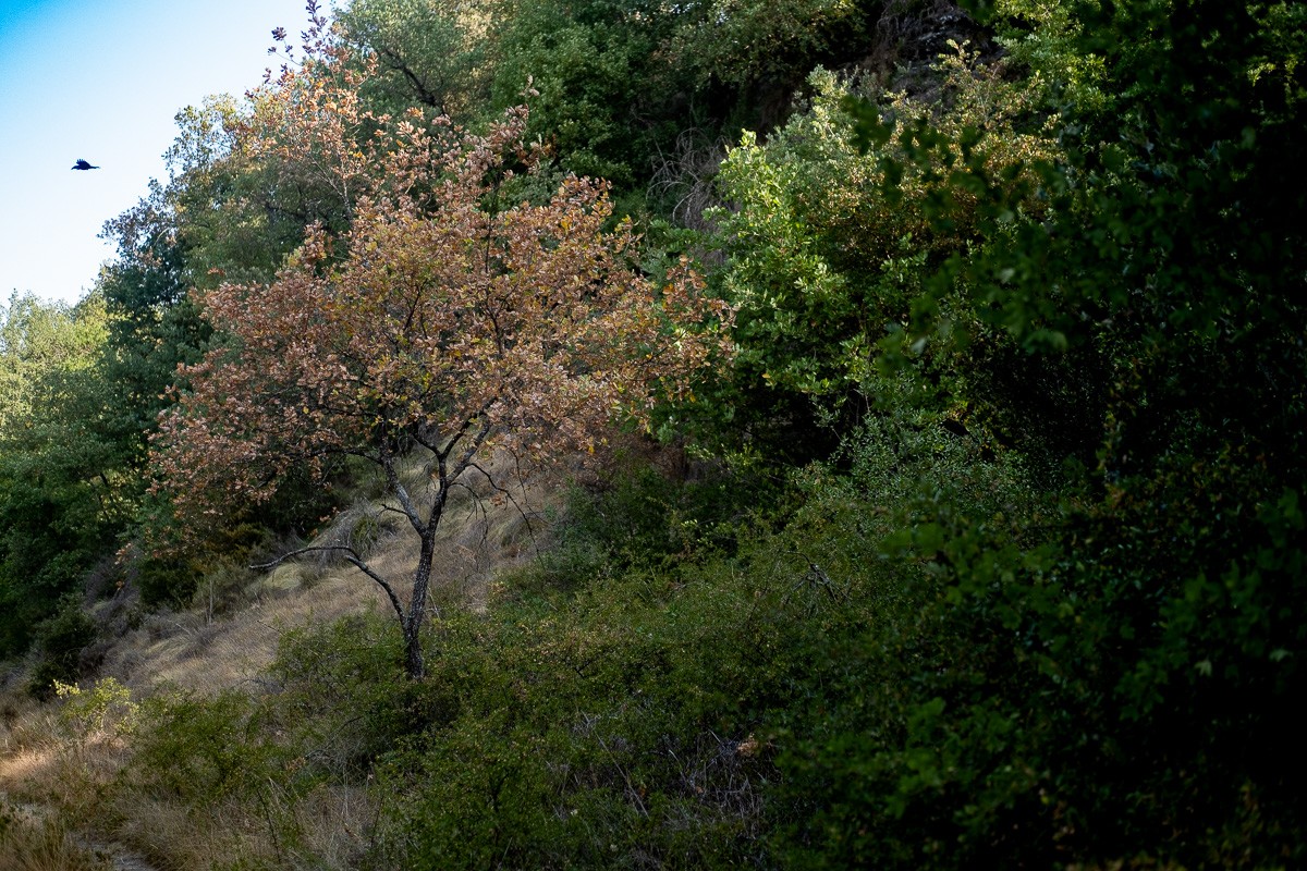 Un arbre amb les fulles seques, a les Masies de Roda.