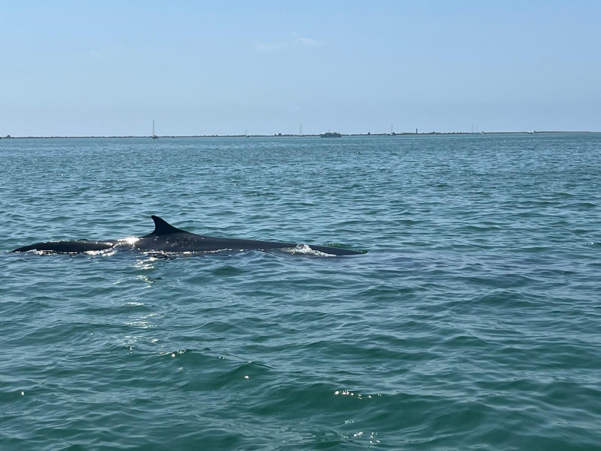 Balena nedant per la Badia dels Alfacs 