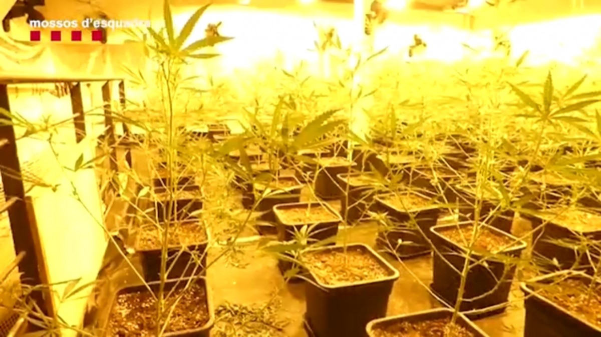 Els Mossos d'Esquadra desmantellen una plantació de marihuana amagada a les golfes d'una sala de concerts de Reus
