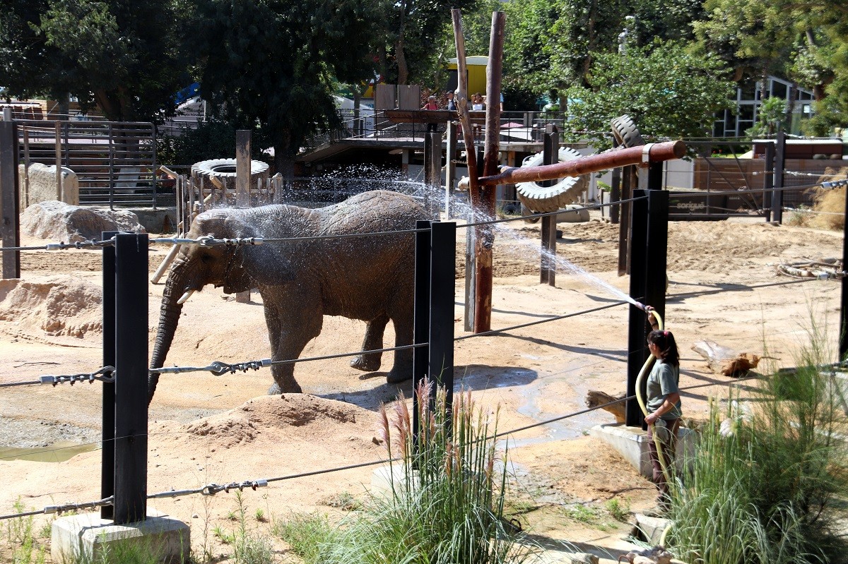 Una cuidadora ruixa amb aigua una de les elefantes del zoo