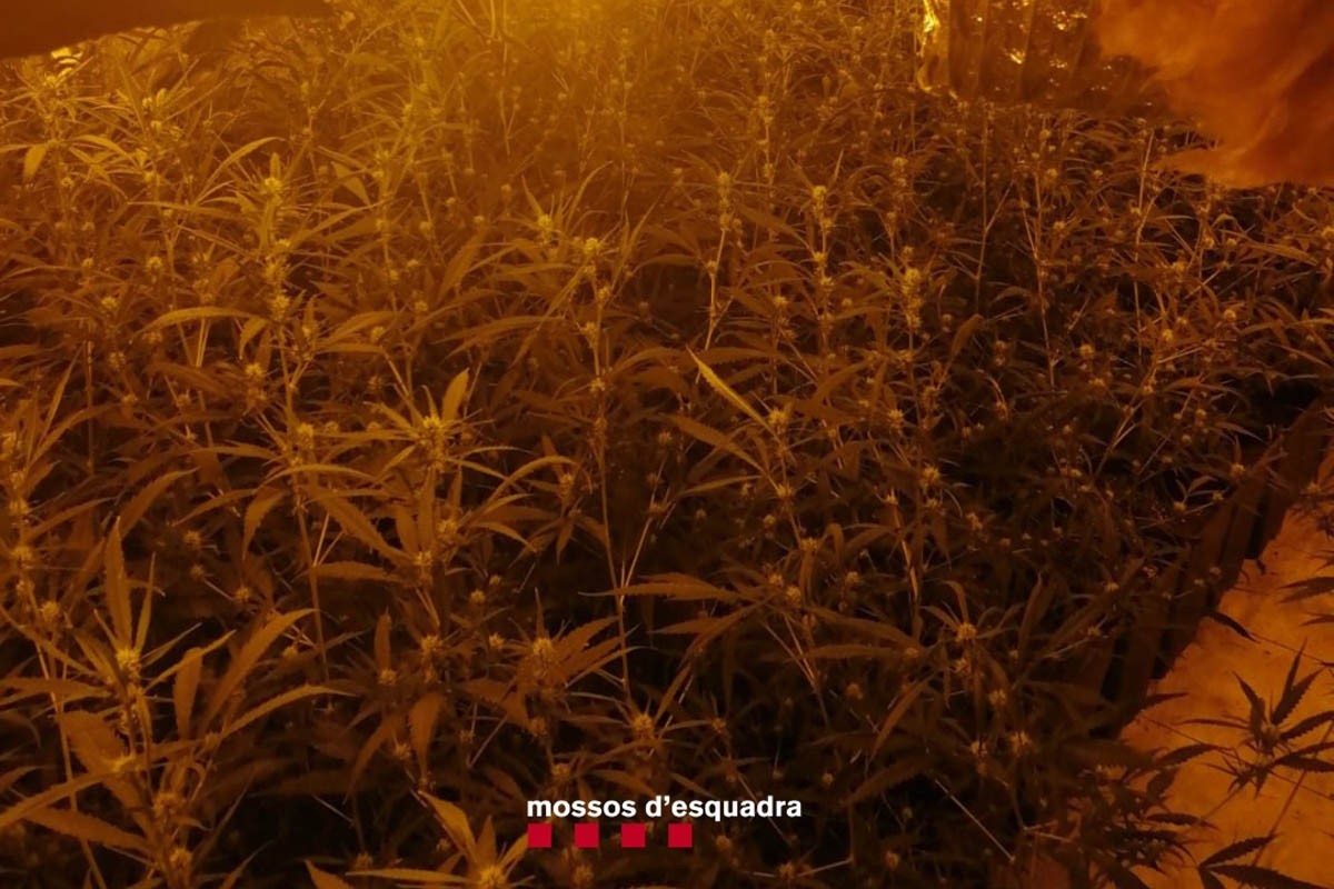 Plantació de marihuana trobada a la Coromina de Cardona