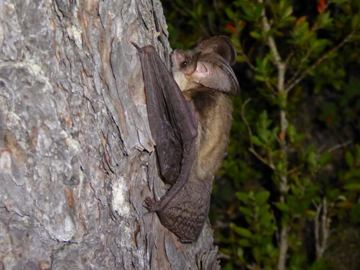 Fotografies d'un ratpenat orellut gris al Parc Natural dels Ports