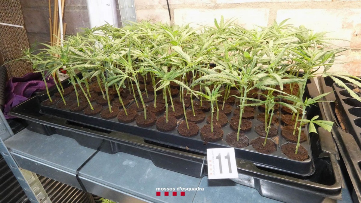 Els arrestats es dedicaven a cultivar les plantes per vendre-les a tercers en un estat de creixement més avançat