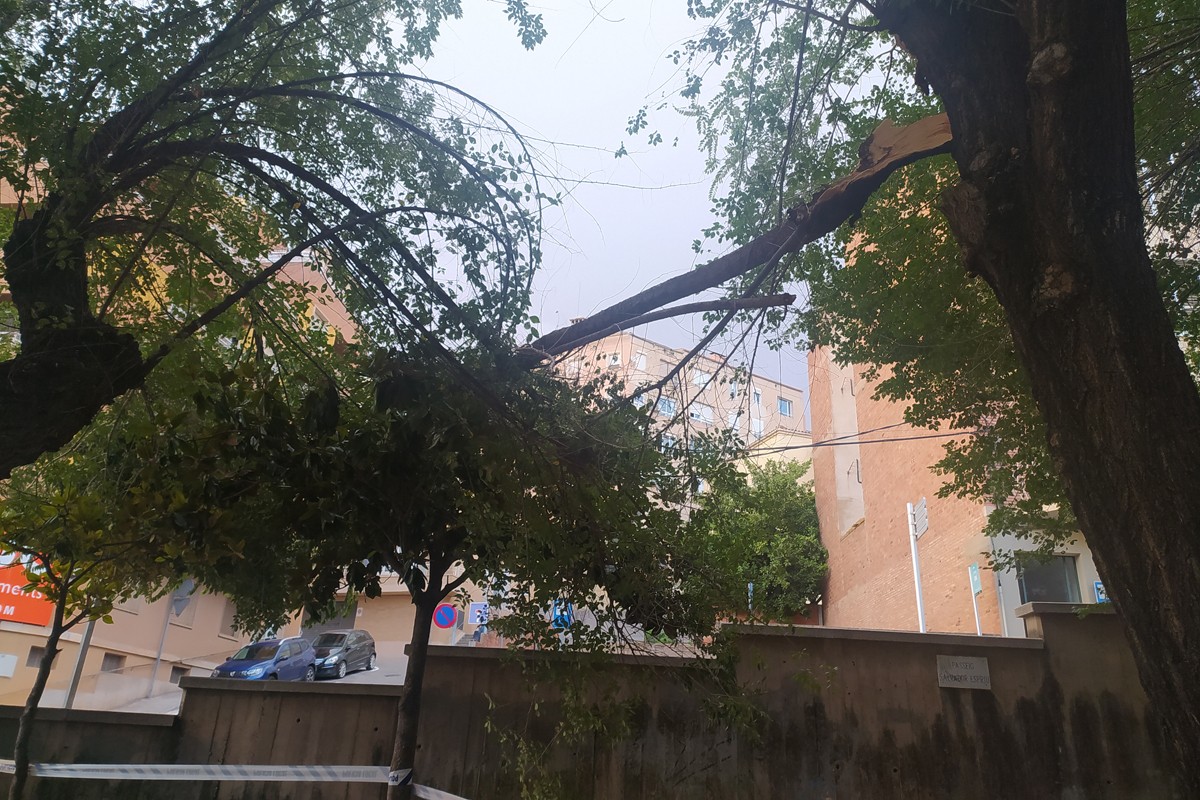 La branca de l'arbre trencada durant la tempesta de divendres passat