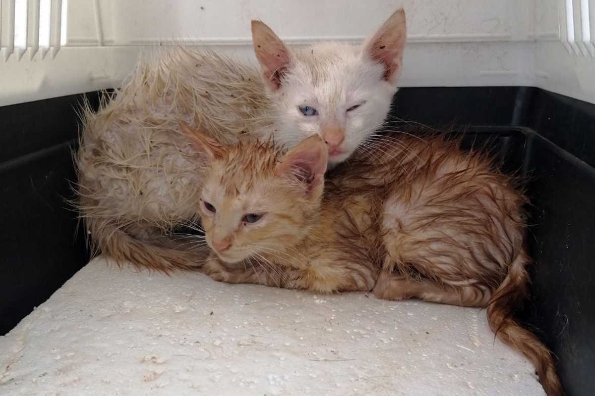 Els dos gats rescatats a Cardona