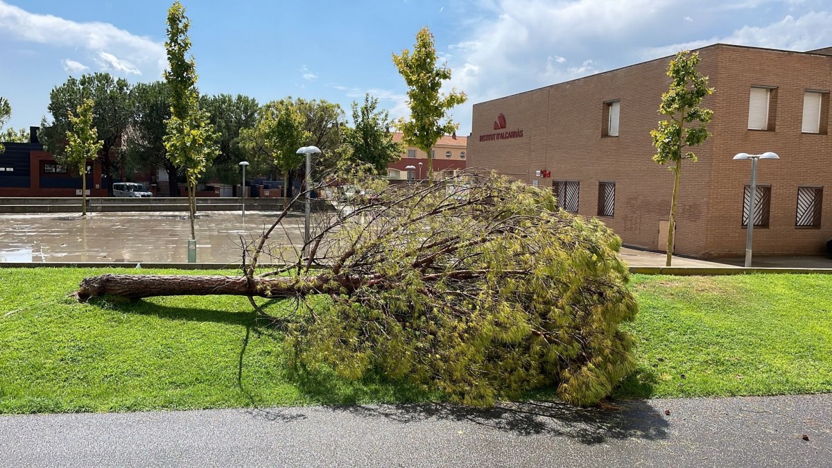 Un arbre arrencat pel vent a Alcarràs.