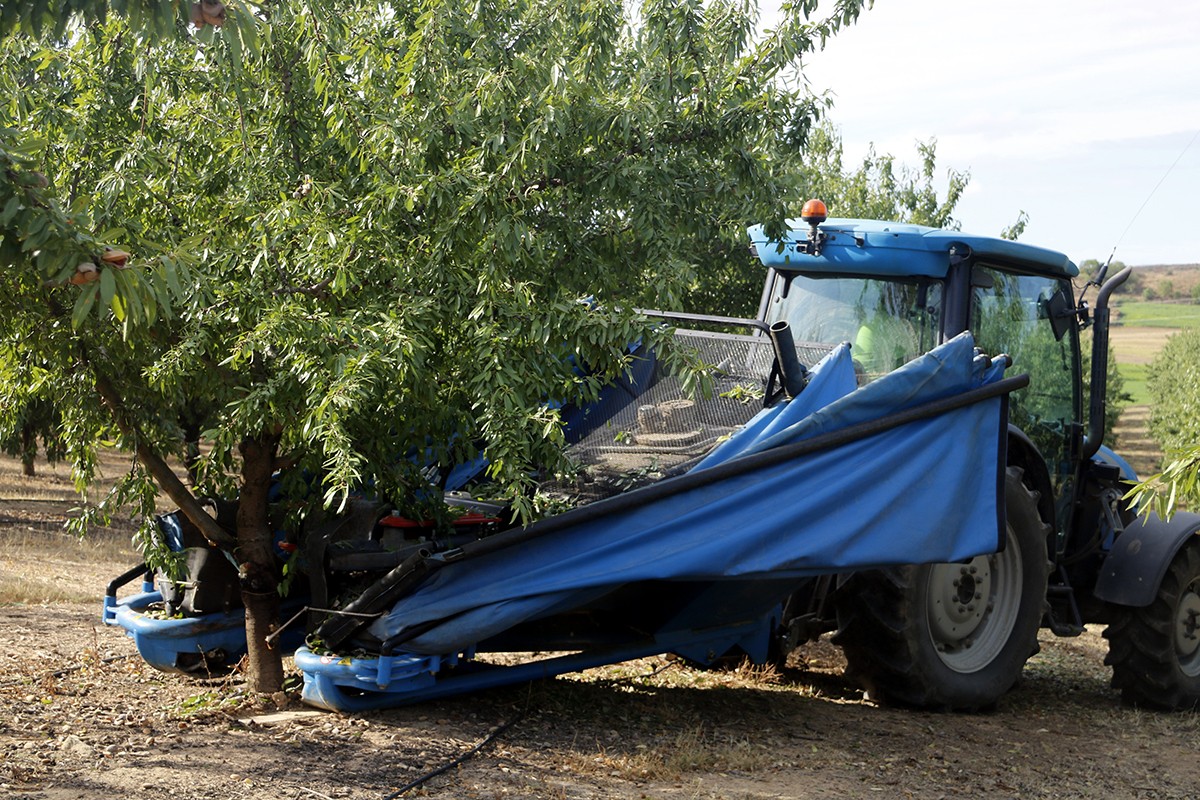 Un tractor amb una màquina recol·lectora collint ametlles en un camp d'Alfés.