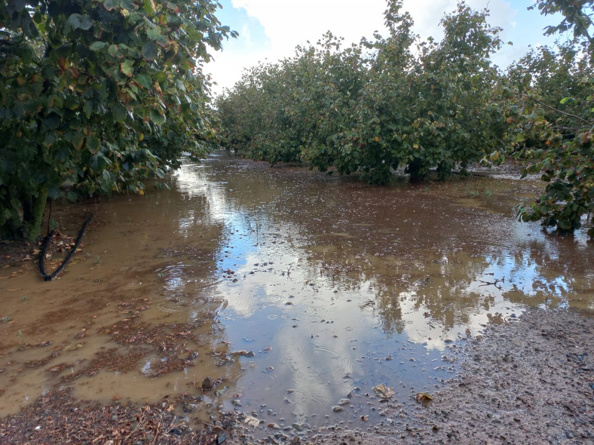 Camp d'avellaners inundat a Vilallonga del Camp (Tarragonès)