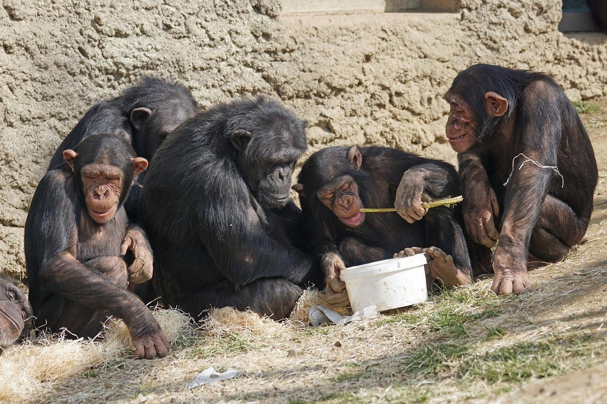 Els ximpanzés són animals proclius a l'ús de la violència, però els límits de la Guerra dels 4 anys no s'han registrat de nou