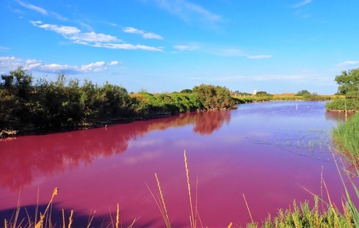 La bassa del Frare Ramon del riu Ter tenyida de rosa