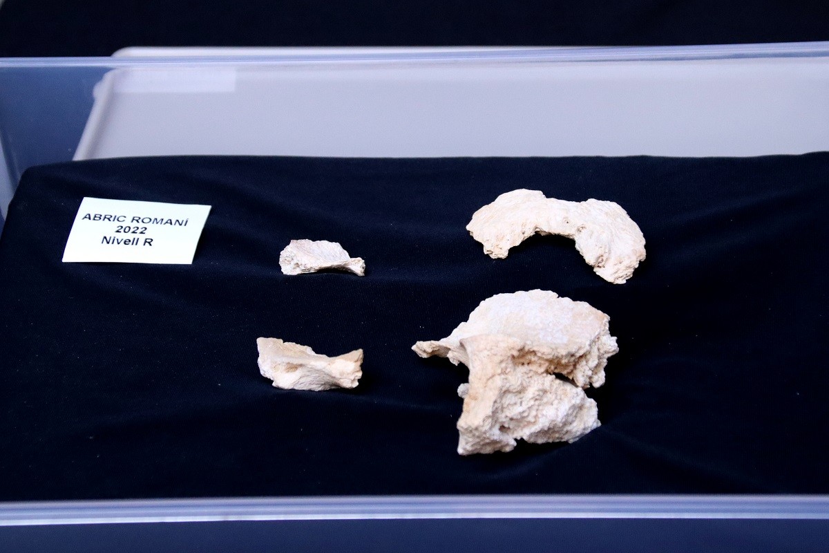 Les restes de crani de neandertal que s'han trobat a l'Abric Romaní, a Capellades