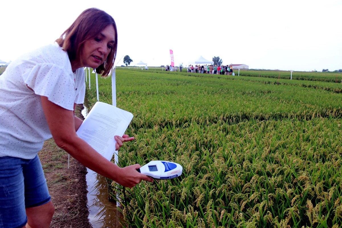 La investigadora de l'IRTA, Mar Català, mesurant la quantitat de palla en un camp d'arròs de l'Estació Experimental de l'Ebre  
