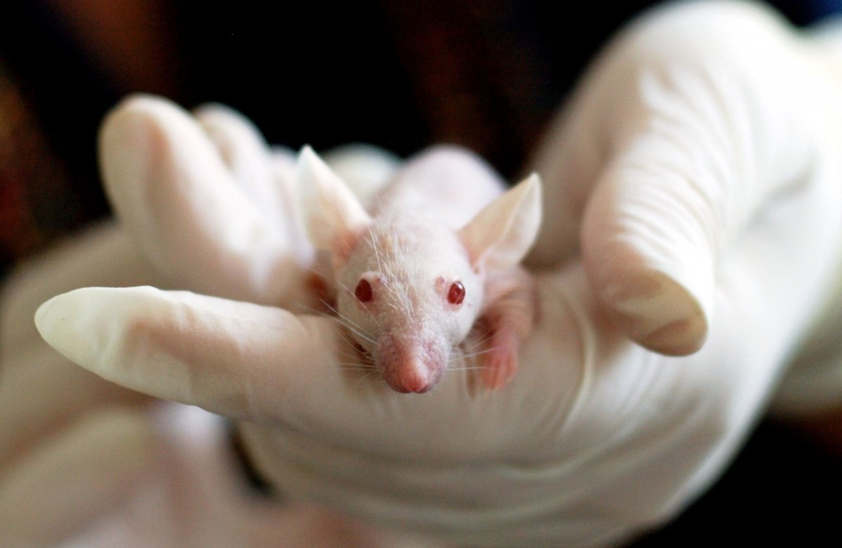 Un ratolí de laboratori.